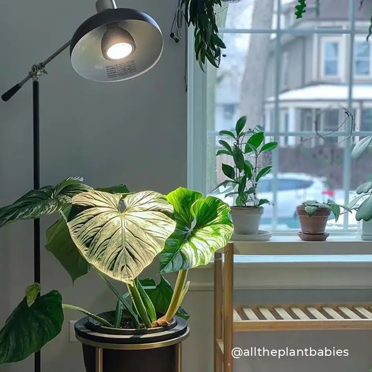 Vita grow light online bulb