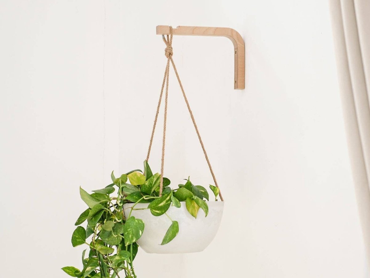 Walnut & Birch Wall Hanger - Ed's Plant Shop