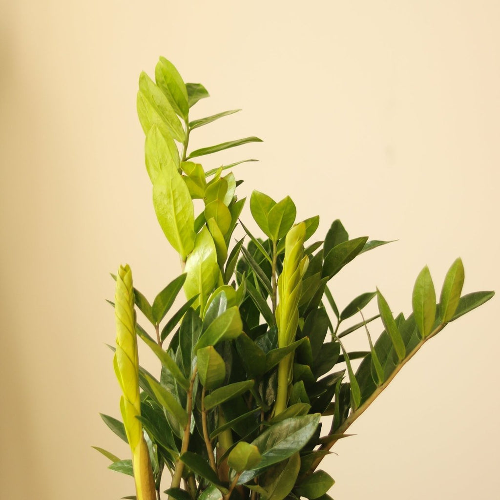 Zamioculcas zamiifolia - Large ZZ Plant - Ed's Plant Shop