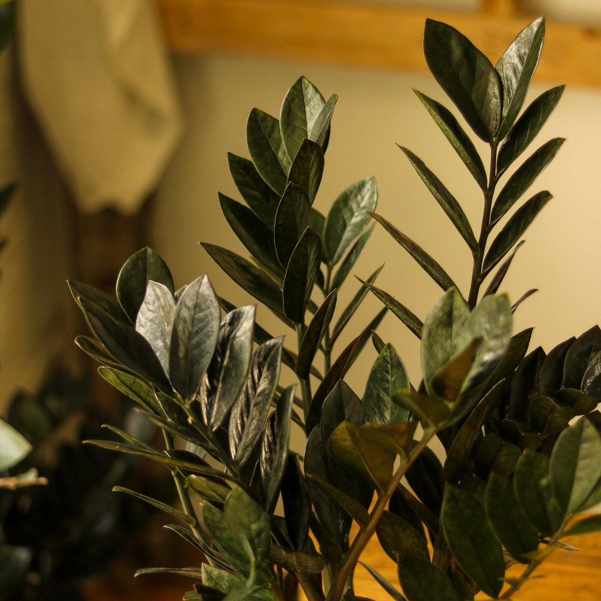 Close up of glossy black Raven ZZ Plant leaves