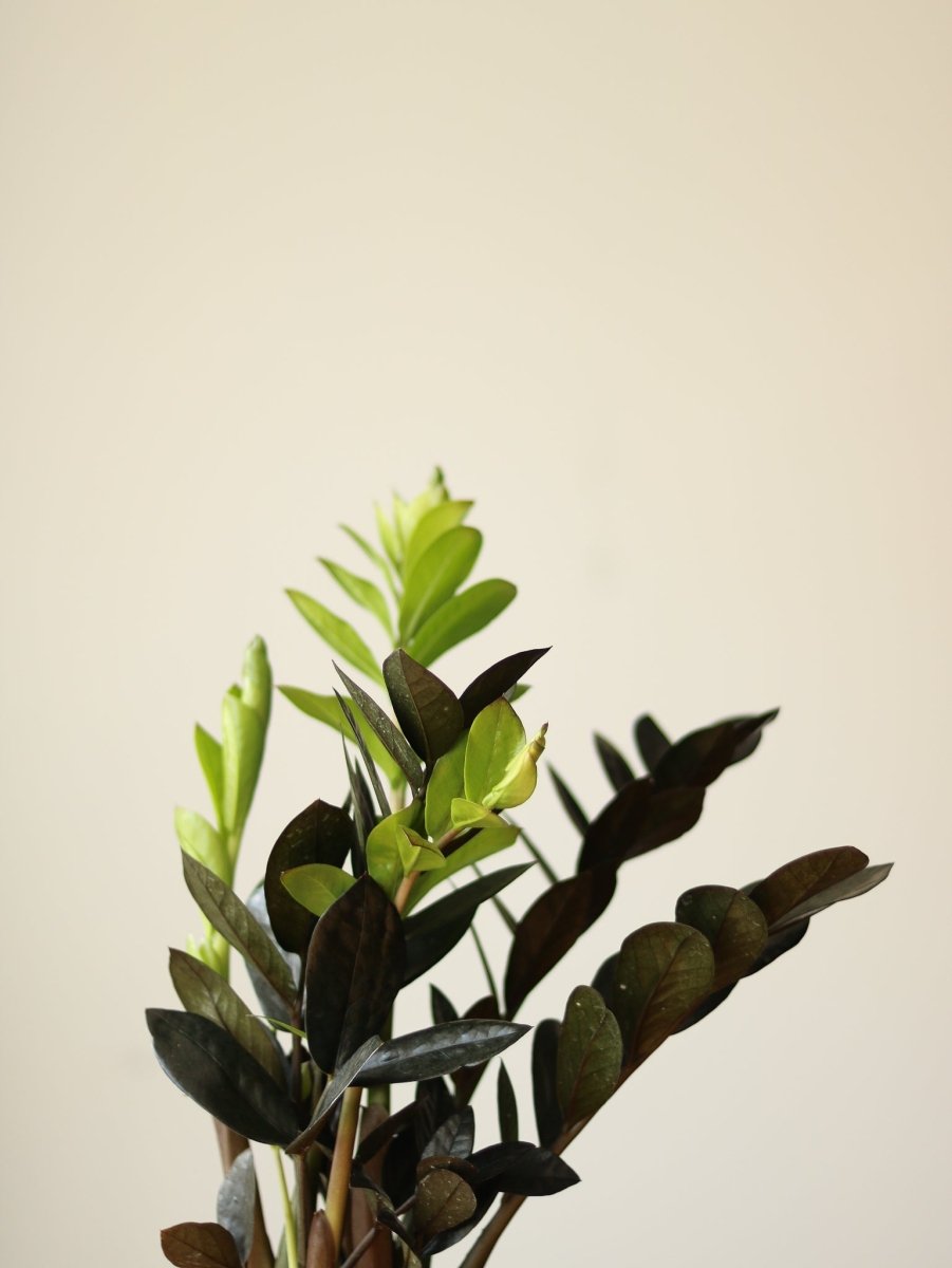 Zamioculcas zamiifolia 'Raven ZZ' - Ed's Plant Shop