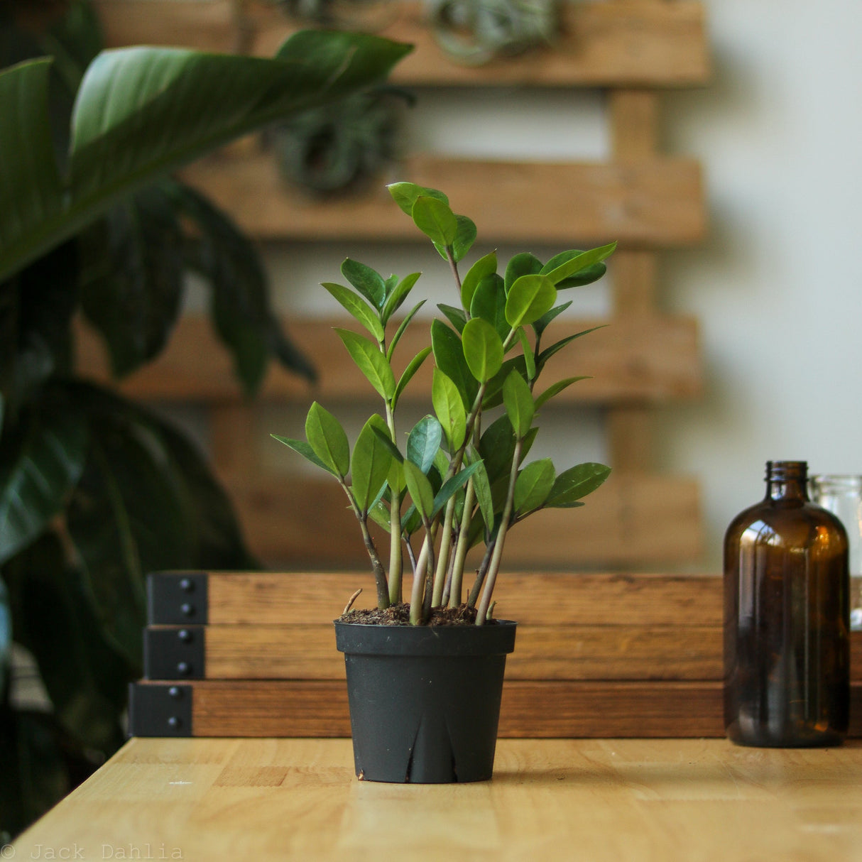ZZ Plant live houseplant in black nursery pot