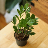 Zamioculcas zamiifolia - ZZ Plant - Ed's Plant Shop