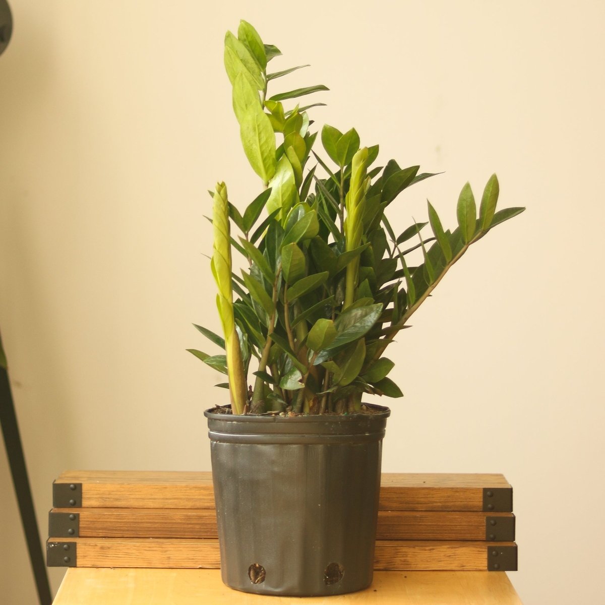 Zamioculcas zamiifolia - ZZ Plant - Ed's Plant Shop