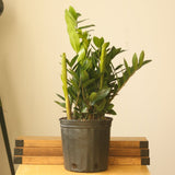 Zamioculcas zamiifolia - ZZ Plant - Ed's Plant Shop