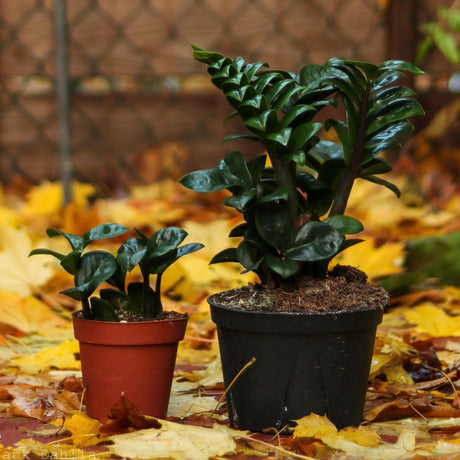 Zamioculcus Zamiifolia 'Zenzi' Plant - Ed's Plant Shop