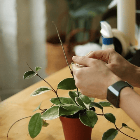 Plant prep for shipping at Ed’s Plant Shop