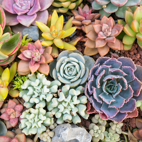 Succulents - Ed's Plant Shop