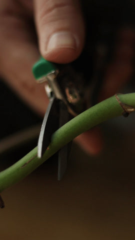Plant Cleanup