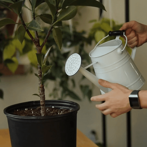 man watering plants