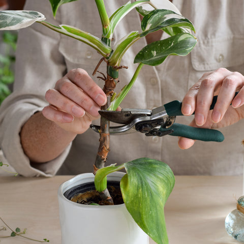 Trailing Houseplant Propagation: Beginner's Guide