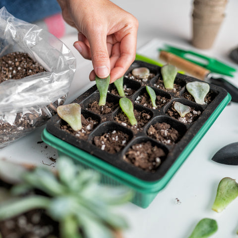 Trailing Houseplant Propagation: Beginner's Guide