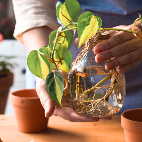 Trailing Houseplant Propagation: Beginner's Guide
