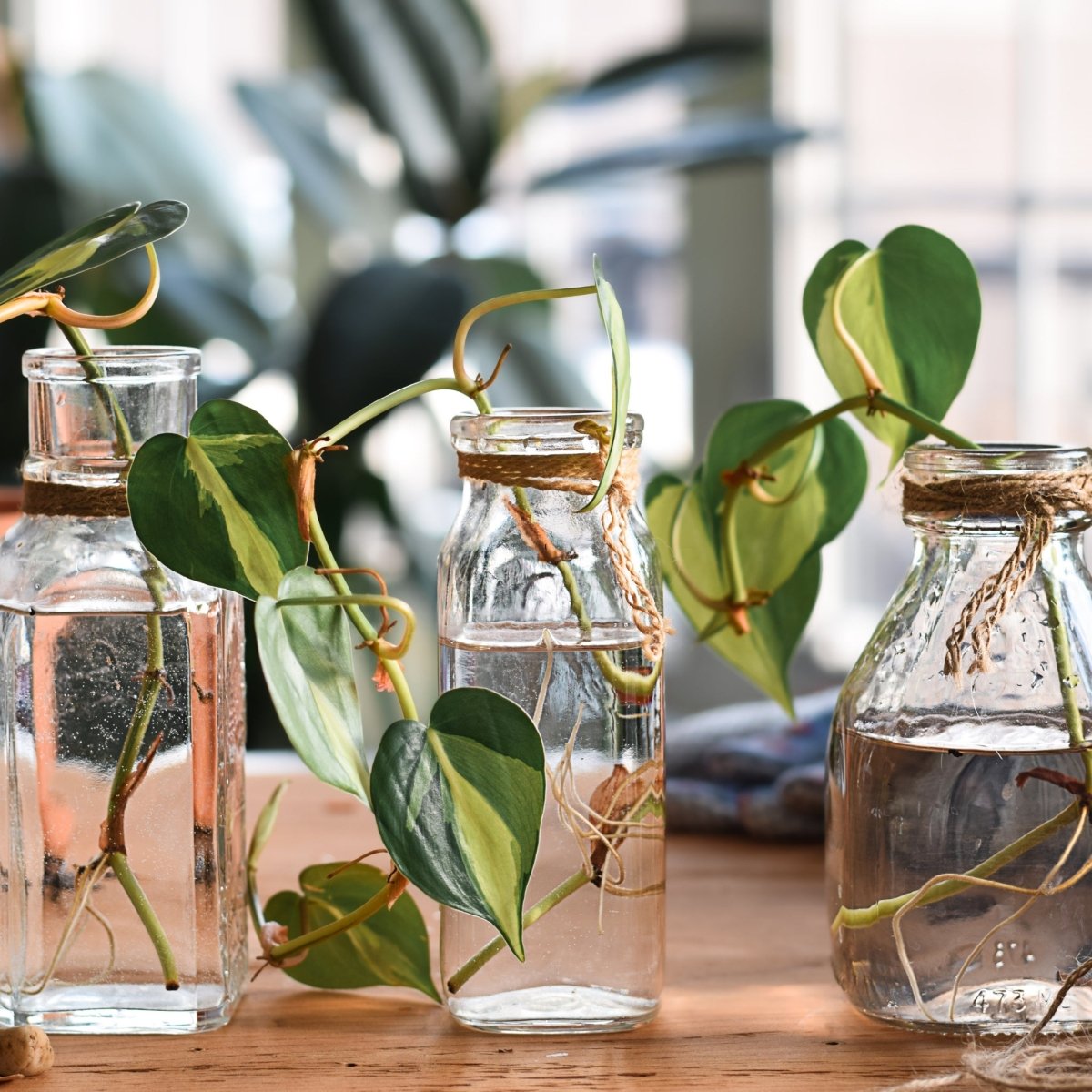 Cuttings of trailing houseplants rooted in water and placed in glass jars