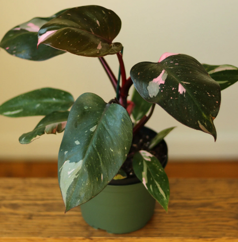 Pink Princess Philodendron Foliage