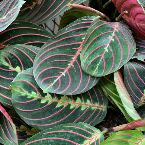 Prayer Plant watering and humidity care guide