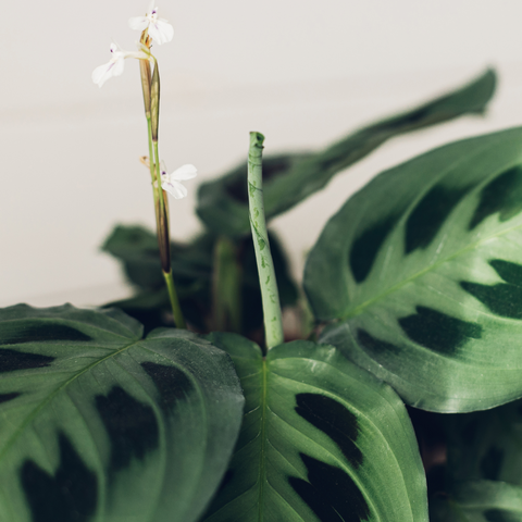Maranta Prayer Plant care guide