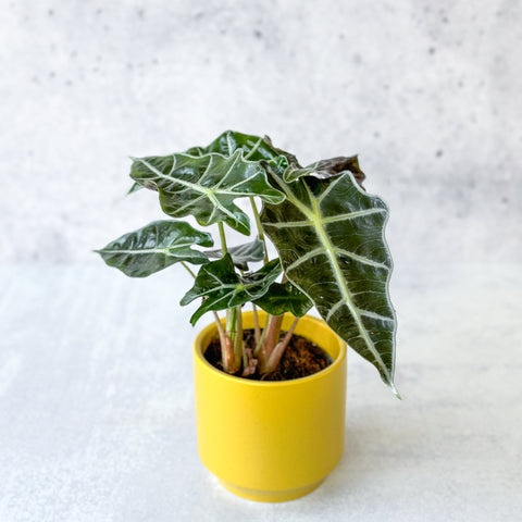 Frydek Alocasia Plant