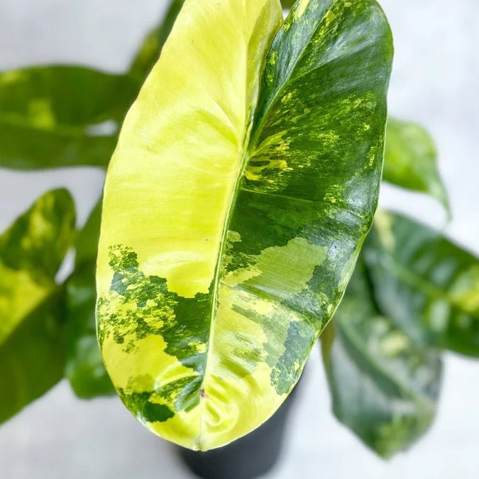 Philodendron plant with large glossy leaves displayed in a bright room