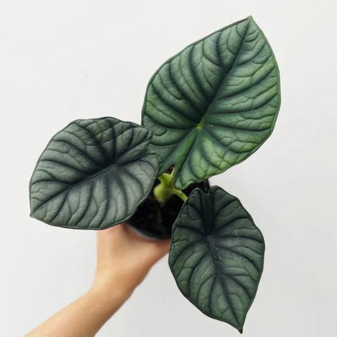Nebula Alocasia Plant Up Close