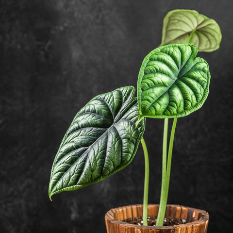 Rare Alocasia Plant Foliage