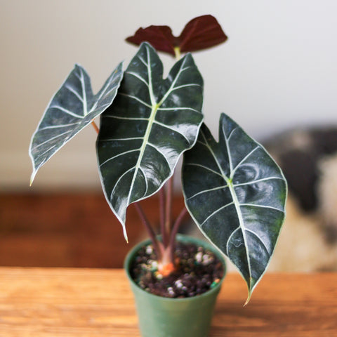 Dark Leaved Alocasia Plant