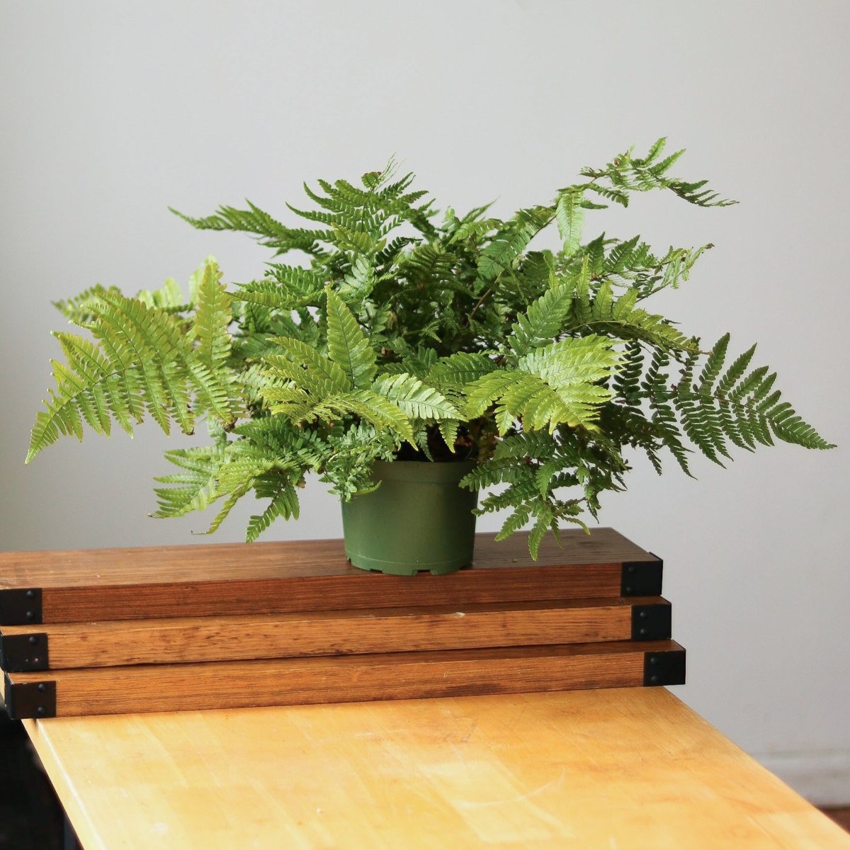 Autumn Fern Indoor Care Guide - Ed's Plant Shop