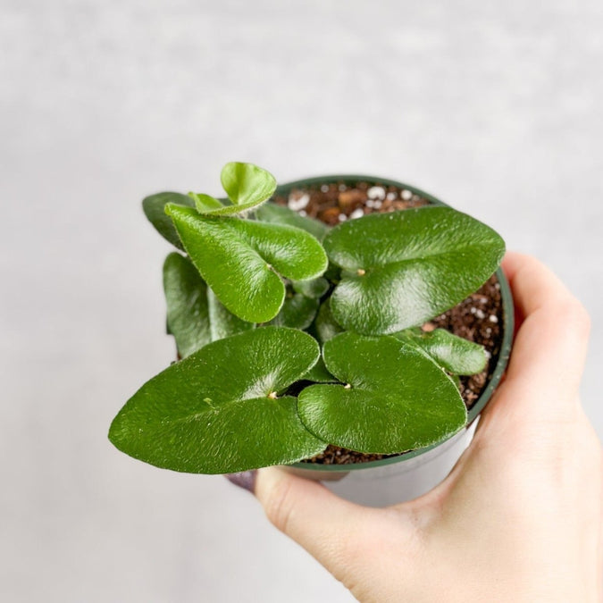 Hemionitis arifolia - Heart Fern Care Guide - Ed's Plant Shop