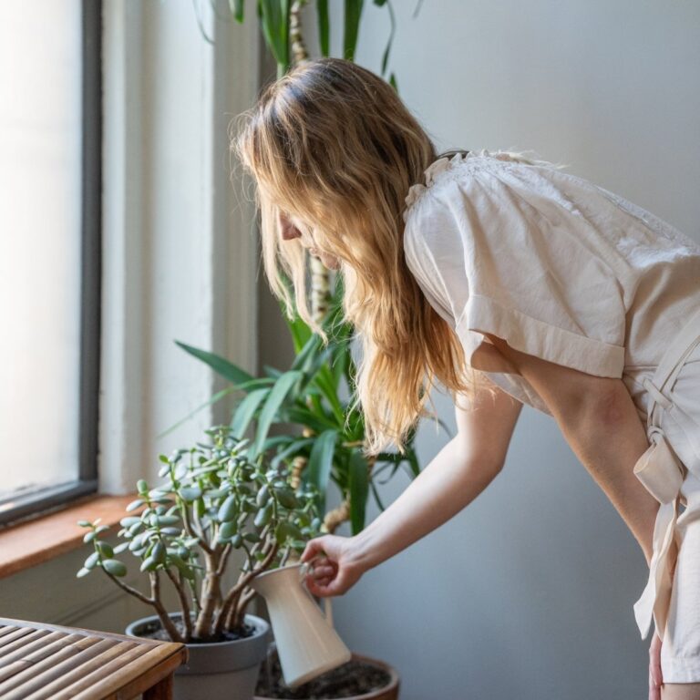 Liquid houseplant fertilizer being poured into a watering can