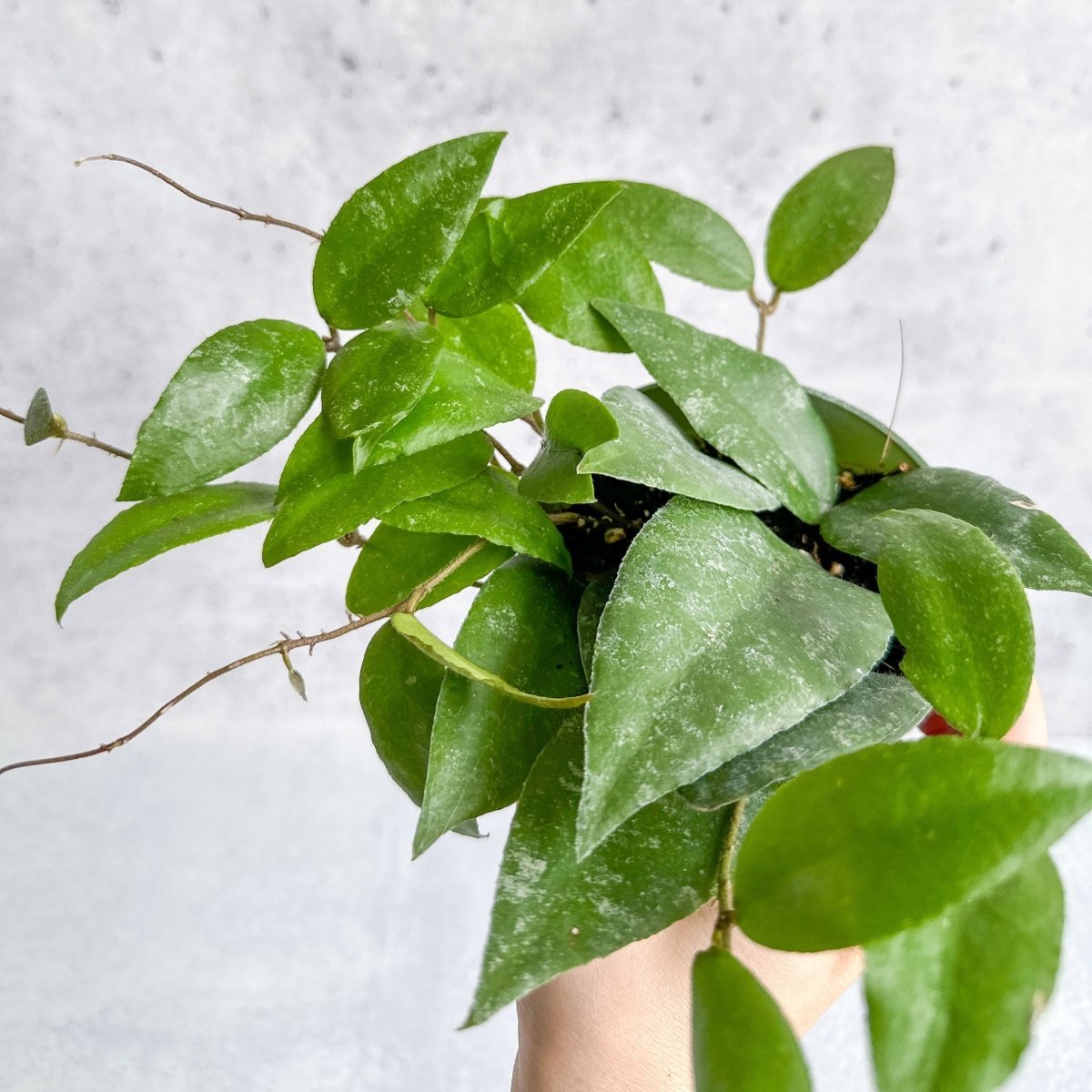 Selection of Hoya plants with vining waxy leaves in small pots