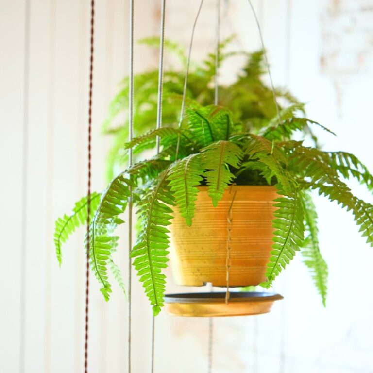 Lush indoor fern with delicate fronds placed in soft indirect light