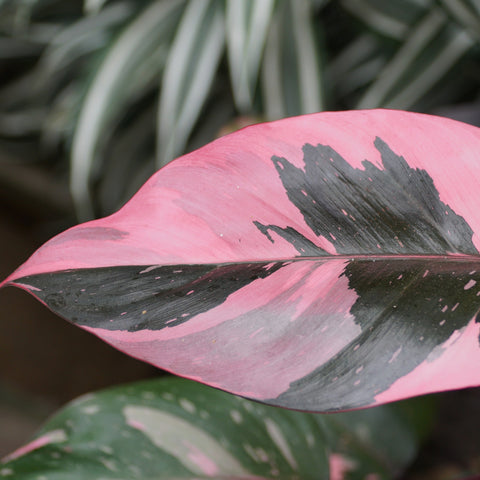 Pink Princess Philodendron Variegation