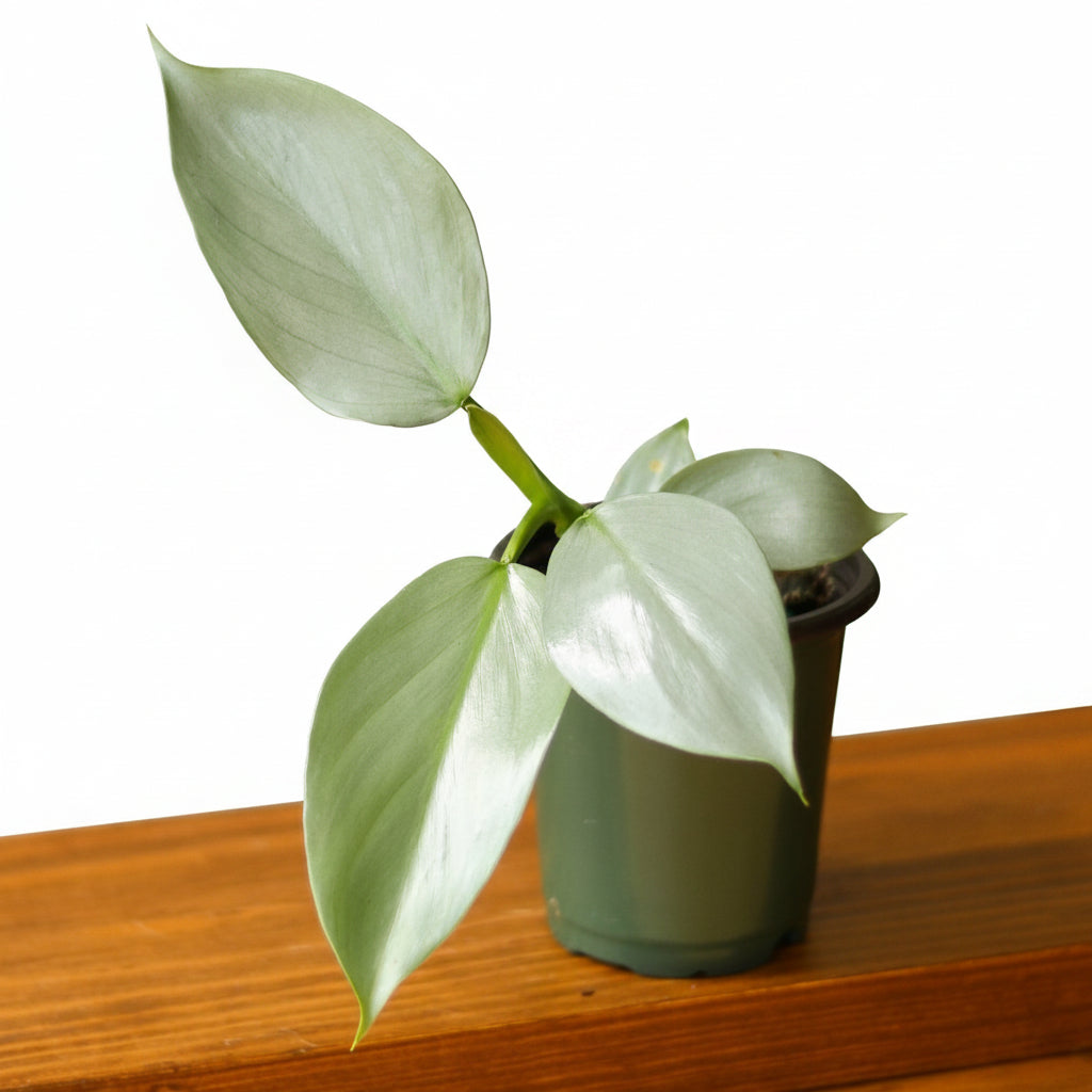 Philodendron Silver Sword with silvery lance-shaped leaves