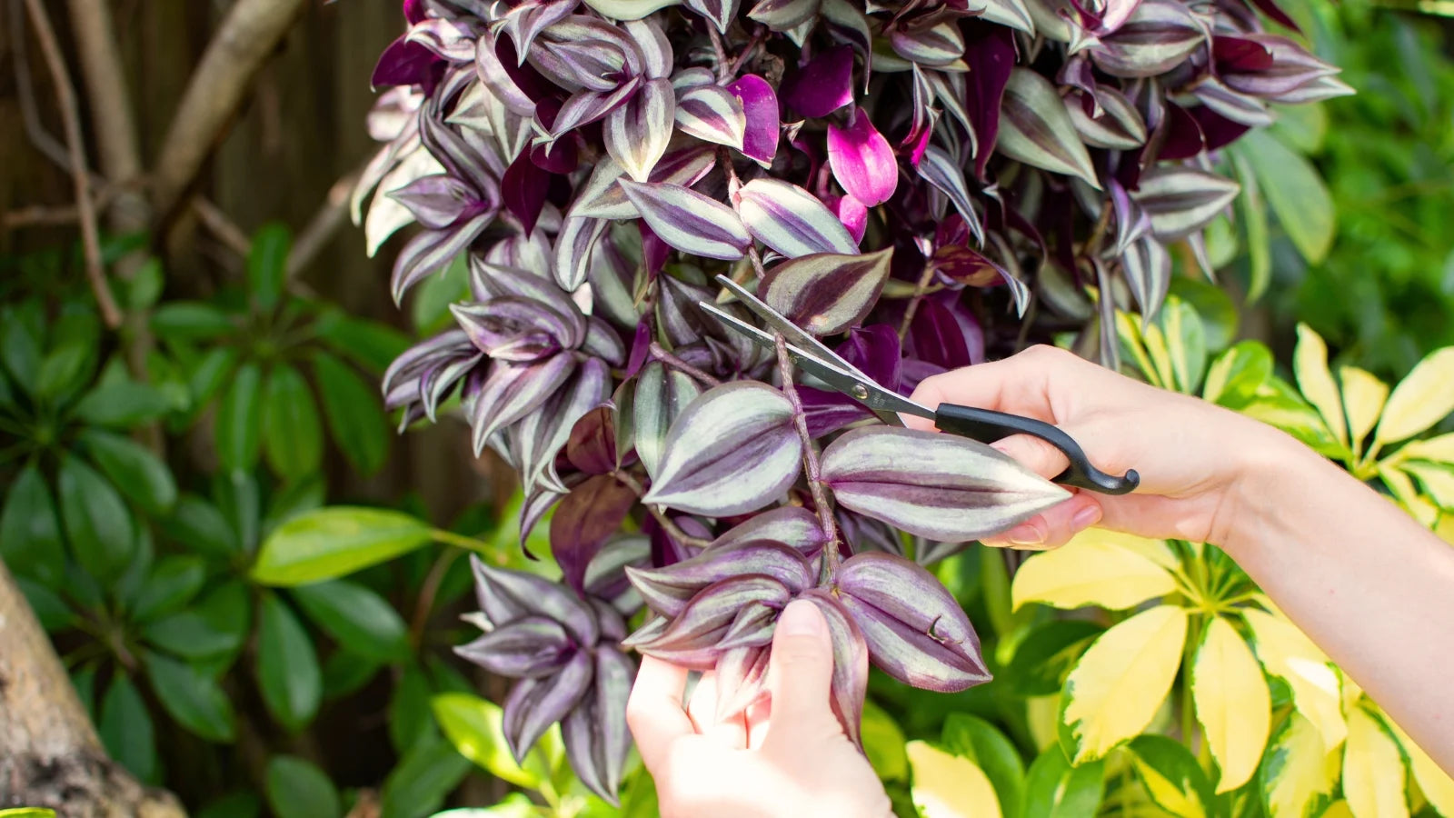 Pruning Tradescantia stems to encourage fuller growth