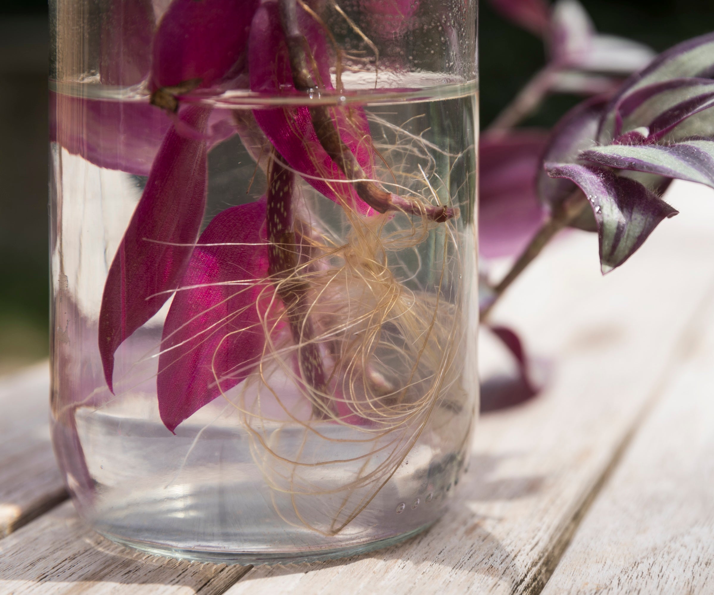 Tradescantia cuttings rooting in water and propagation mix