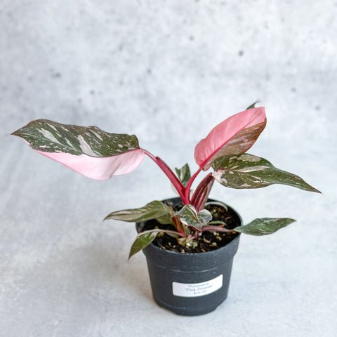 Pink Princess Philodendron Plant