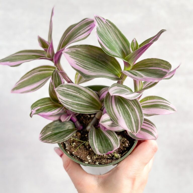 Colorful Tradescantia Zebrina and Nanouk trailing plants in bright indoor light