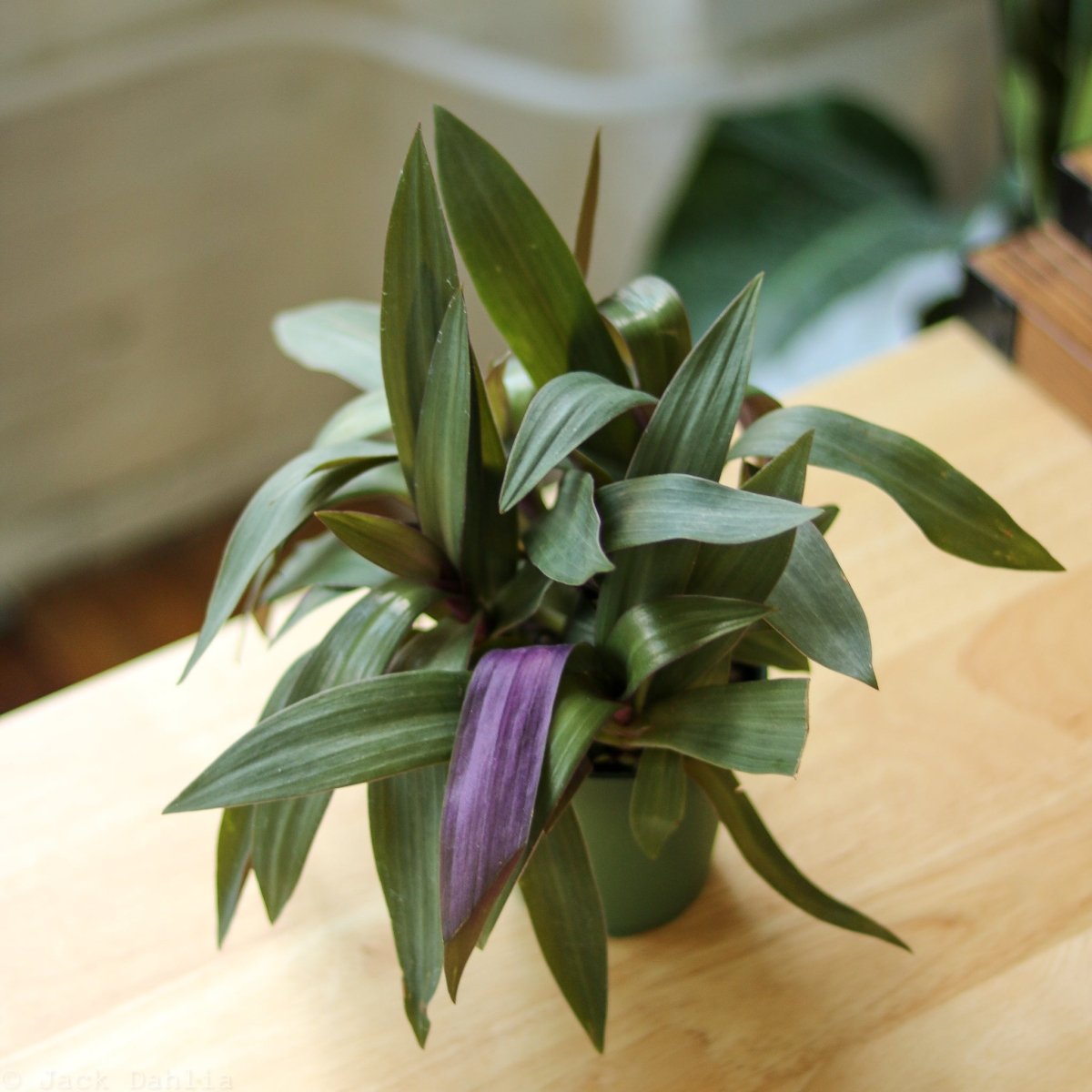 Tradescantia Spathacea Rhoeo with green leaves and purple undersides