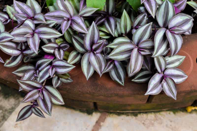 Colorful Tradescantia plants trailing indoors in bright indirect light