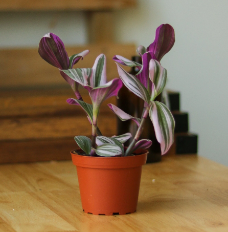 Tradescantia plant growing in bright indirect light indoors