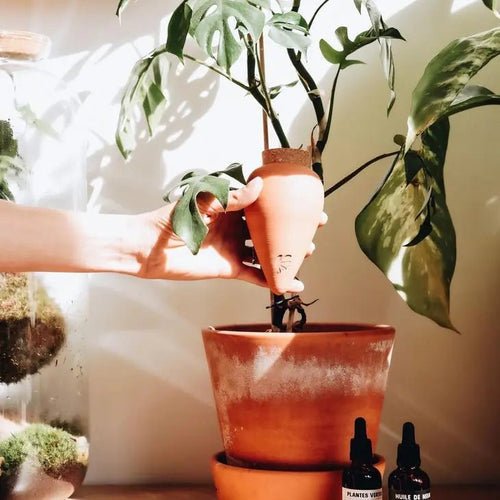 Potted houseplants grouped together and prepped for vacation care
