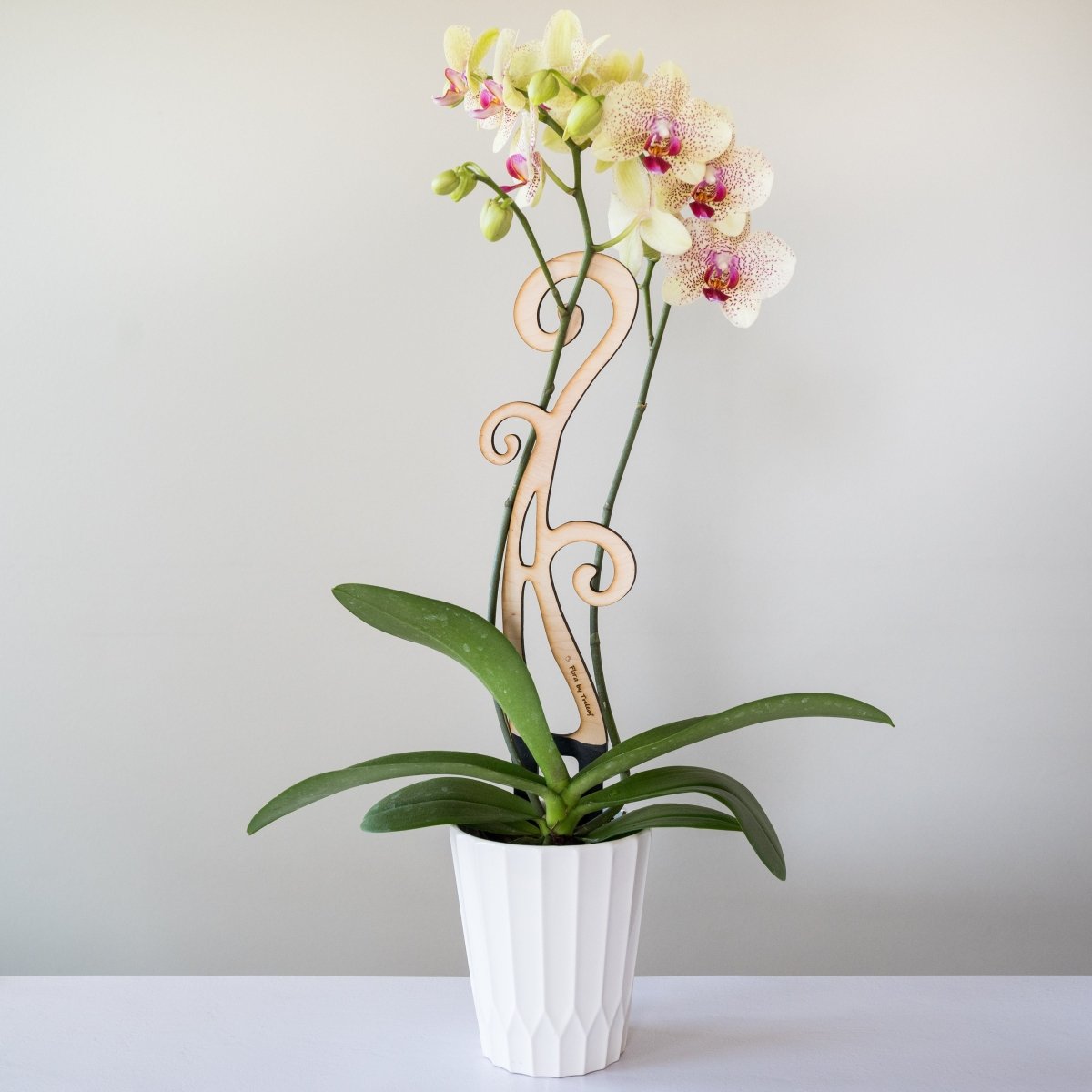BARE™ Flora™ Customizable Wooden Floral Plant Trellis for Indoor Climbing Plants - Ed's Plant Shop