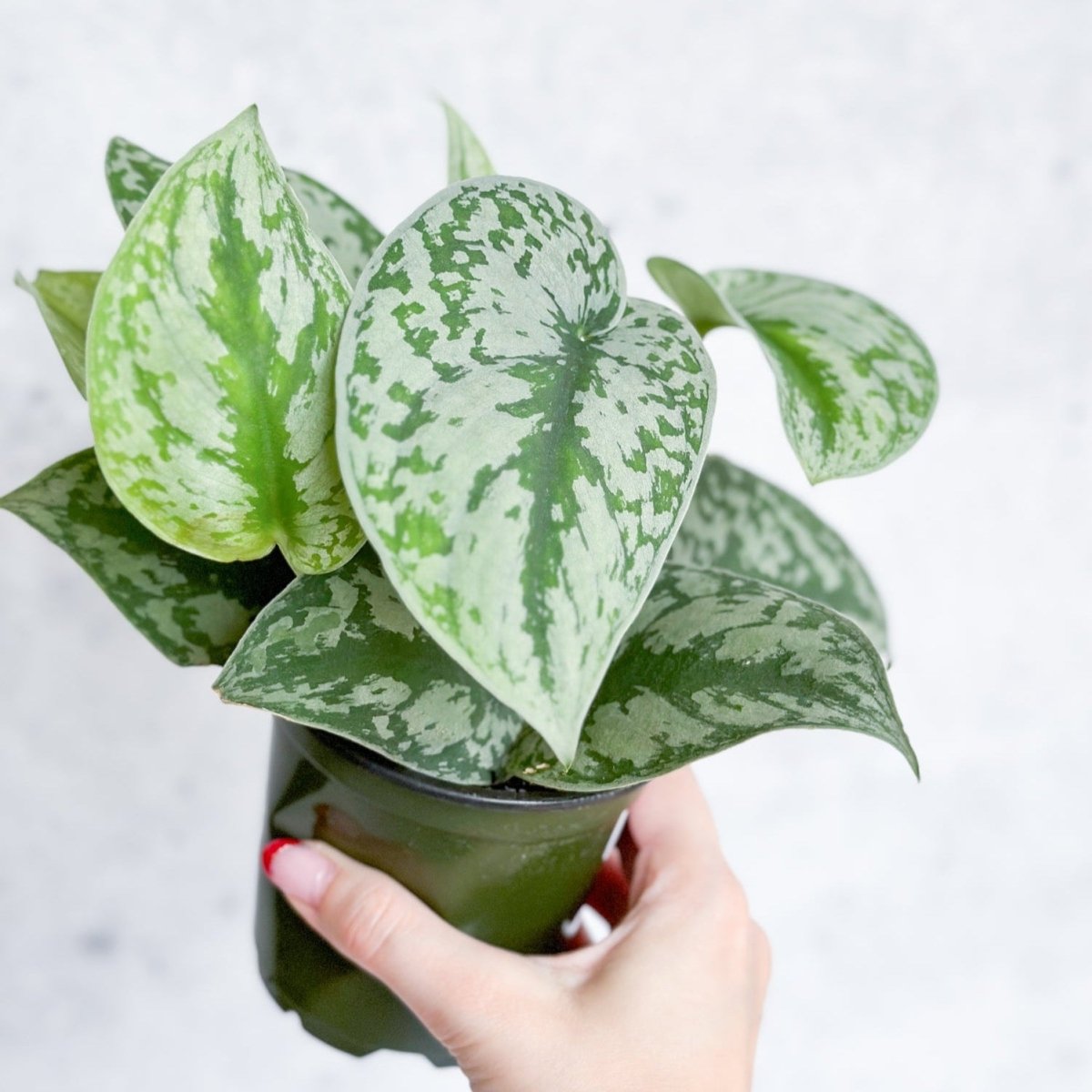 Selection of Scindapsus plants with trailing heart-shaped leaves in pots