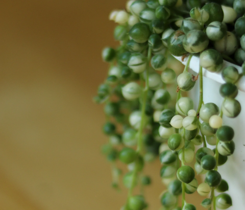 Variegated string of pearls - Ed's Plant Shop