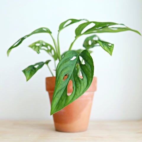 Monstera adansonii with fenestrated leaves
