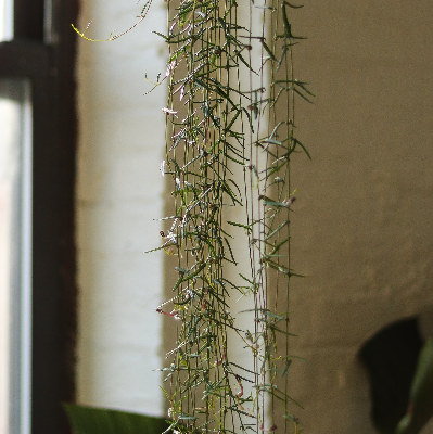 String Of Needles Plant - Ed's Plant Shop