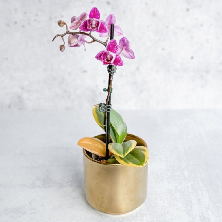 Blooming Phalaenopsis orchid with vibrant flowers in a decorative pot