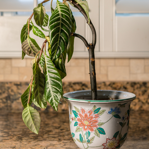 Stressed Plants Pop