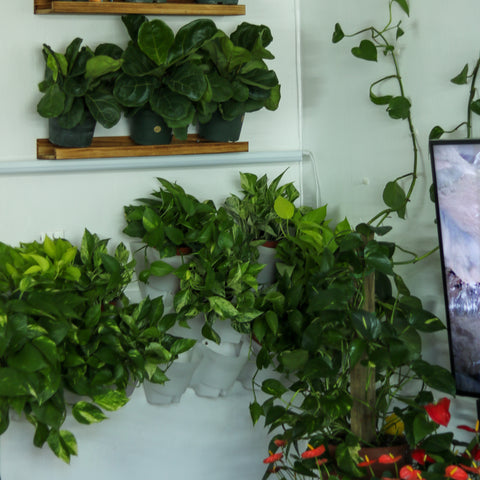 Boost Your Mood With Houseplants