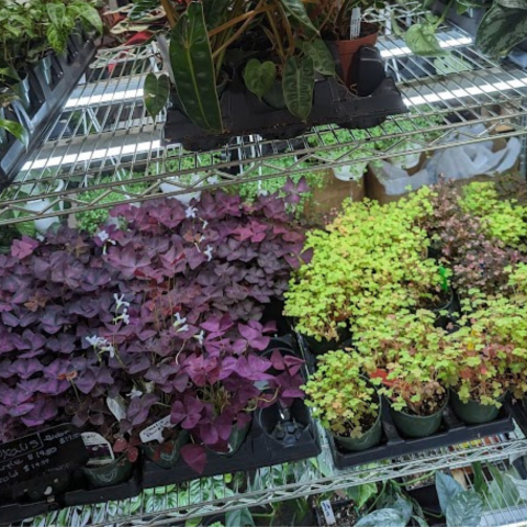 Ed's Plant Shop Brooklyn